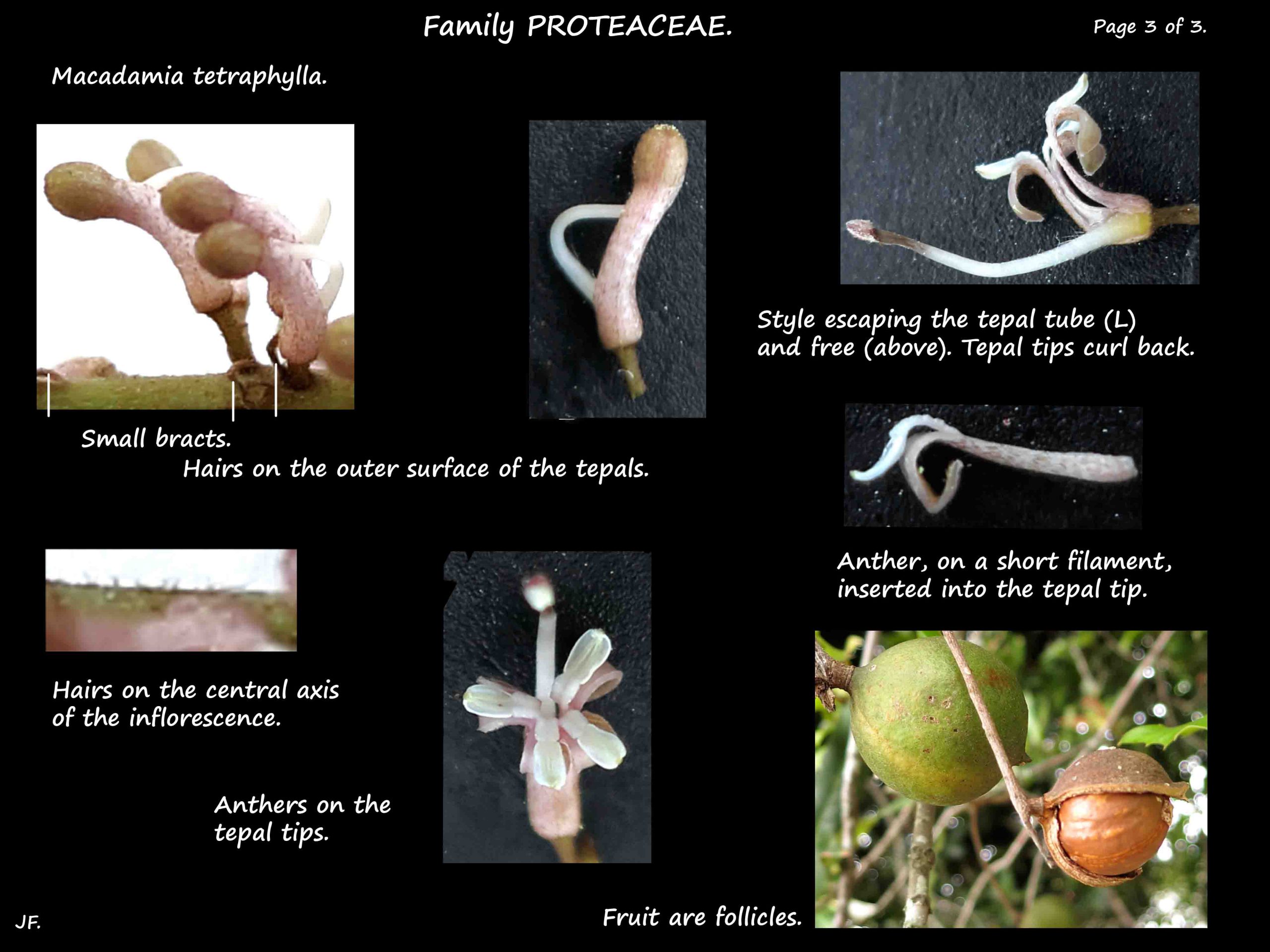 3 Macadamia tetraphylla flowers & fruit